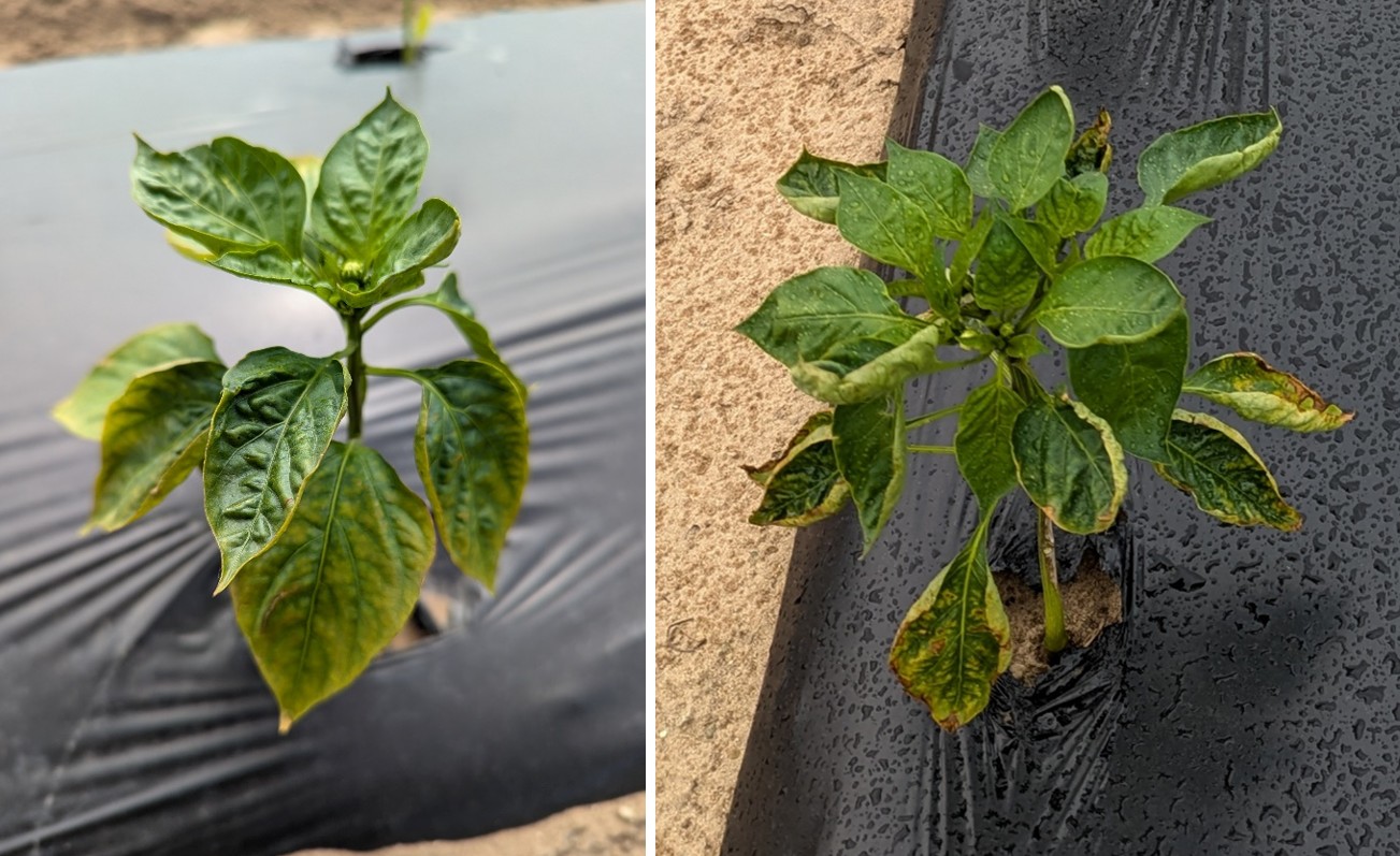 Cupping, crinkling and interveinal chlorosis of pepper leaves due to boron toxicity.